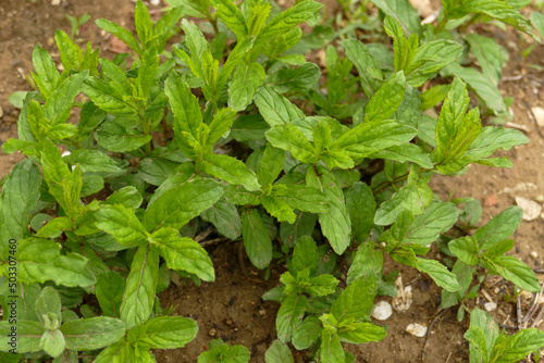 natural green mint plant that grows in the garden in spring, medicinal mint plant is fresh and planted in the garden,