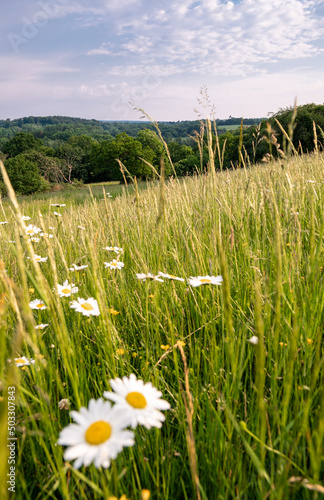 Indetal Blumenwiese Aachen