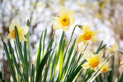 Beautiful yellow daffodils outdoors on spring day, closeup