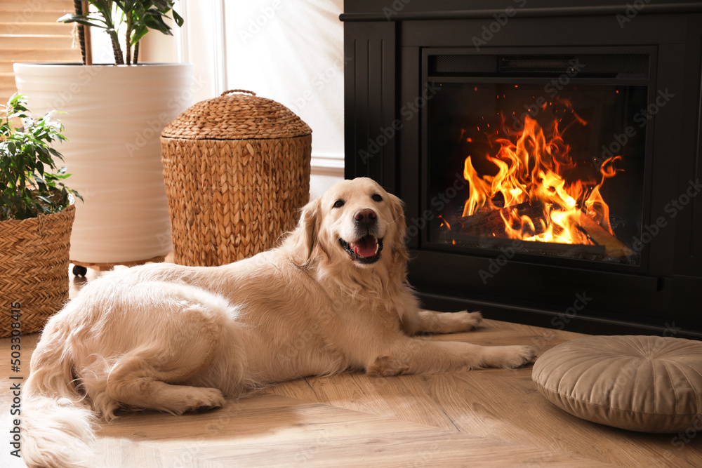 Adorable Golden Retriever dog on floor near electric fireplace indoors - obrazy, fototapety, plakaty 