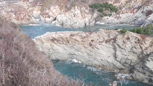 Coniferous pine cypress tree, bare rock, crag or cliff, ocean beach, blue sea water waves in bay. Nature near Big Sur, 17-mile drive. Trail to China Cove, Point Lobos, Monterey, California coast, USA.
