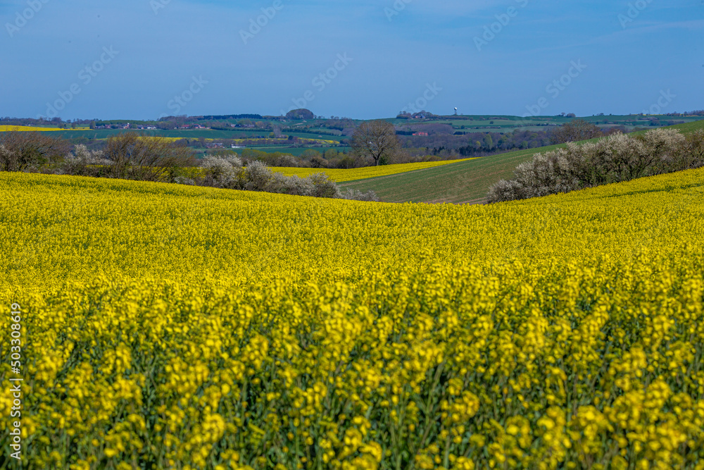 Rapeseed in Danish spring, Yellow flowers and blue sky