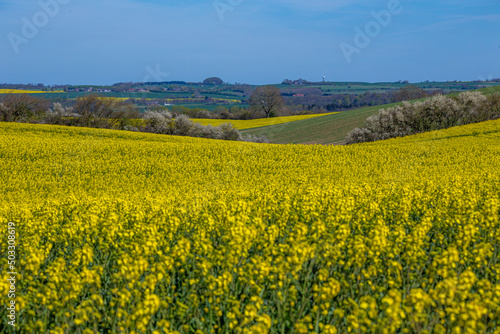 Rapeseed in Danish spring, Yellow flowers and blue sky
