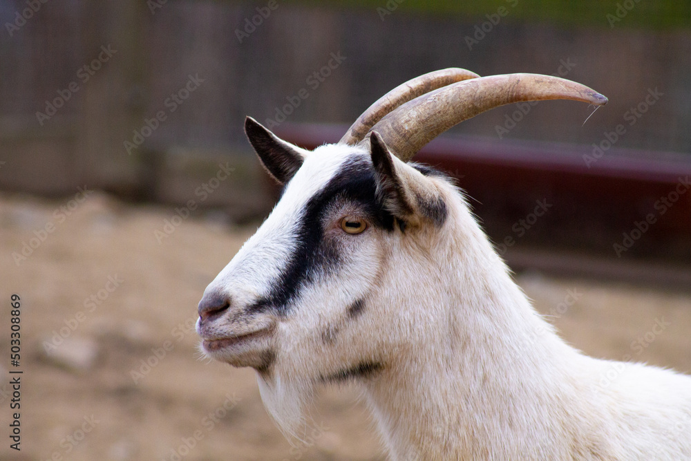 Fototapeta premium portrait of white goat