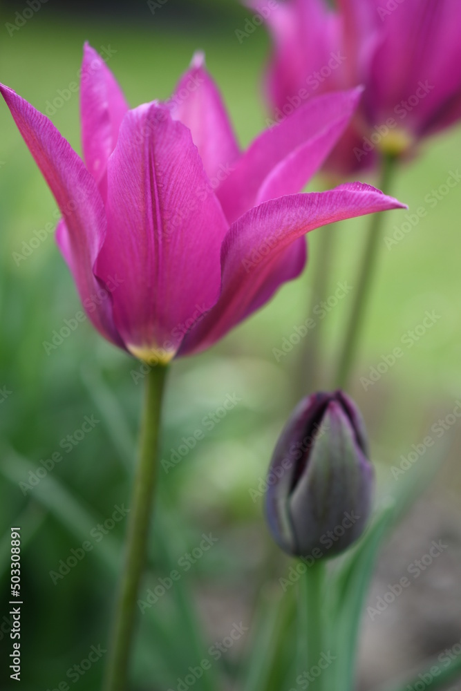 Naklejka premium Tulipany