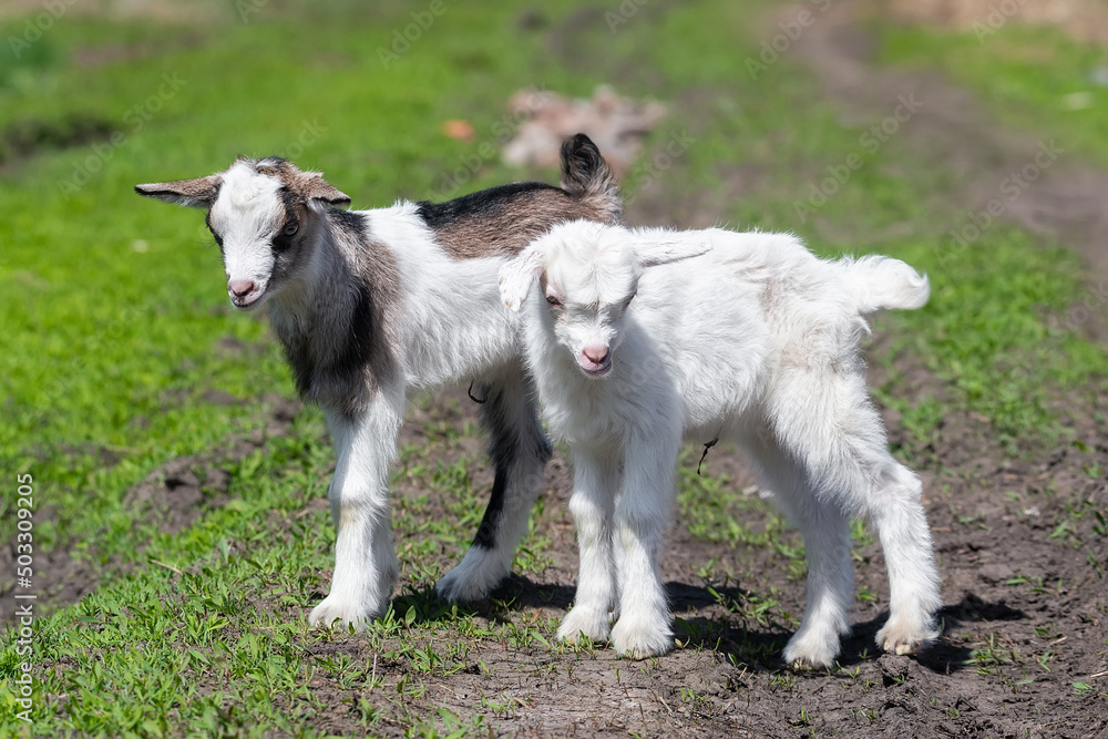 baby goat kids stand in long summer grass