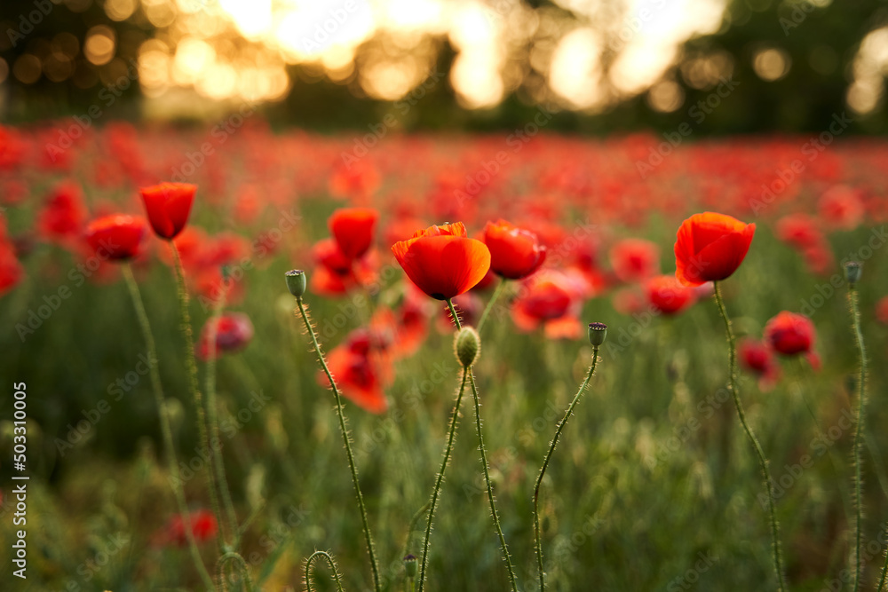 Fototapeta premium Camera moves between the flowers of red poppies. Poppy as a remembrance symbol and commemoration of the victims of World War. Flying over a flowering opium field on sunset. Camera moves to the right.