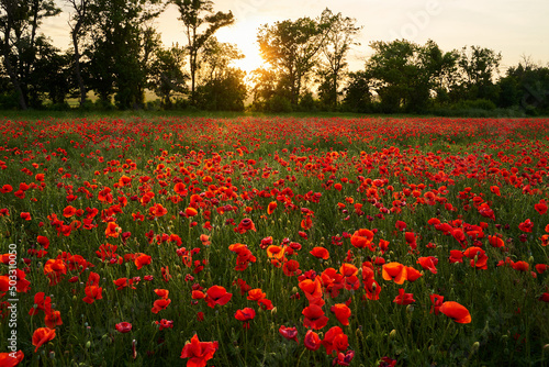 Canvas Print Camera moves between the flowers of red poppies
