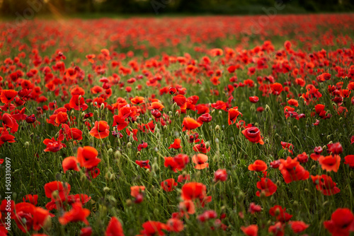 Camera moves between the flowers of red poppies. Poppy as a remembrance symbol and commemoration of the victims of World War. Flying over a flowering opium field on sunset. Camera moves to the right.