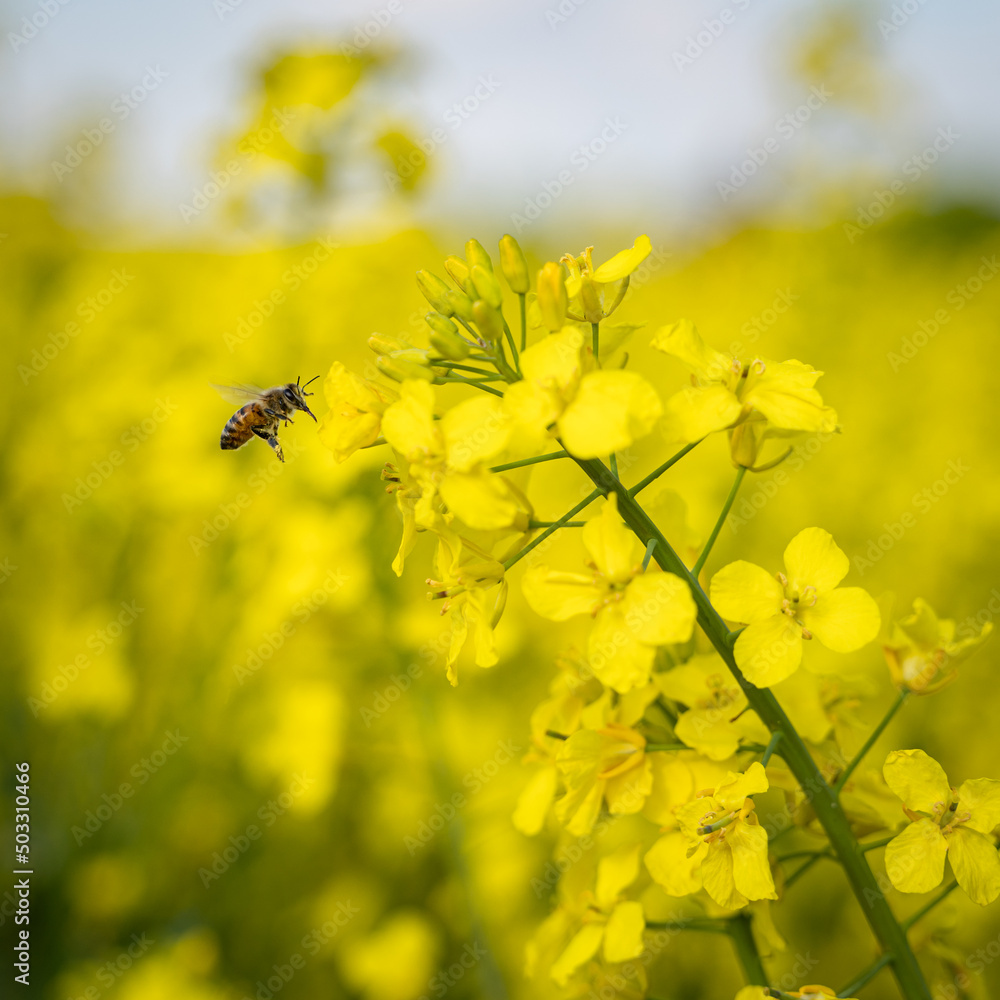 Blühende Rapspflanze, Nahrungsangebot für Bienen, Hummeln und andere Insekten. Blühende Rapspflanze, Nahrungsangebot für Bienen, Hummeln und andere Insekten.