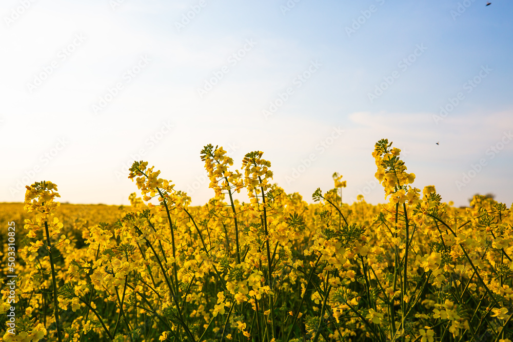 Obraz premium Fields of rape with blue sky, springtime, landscape in Thuringia