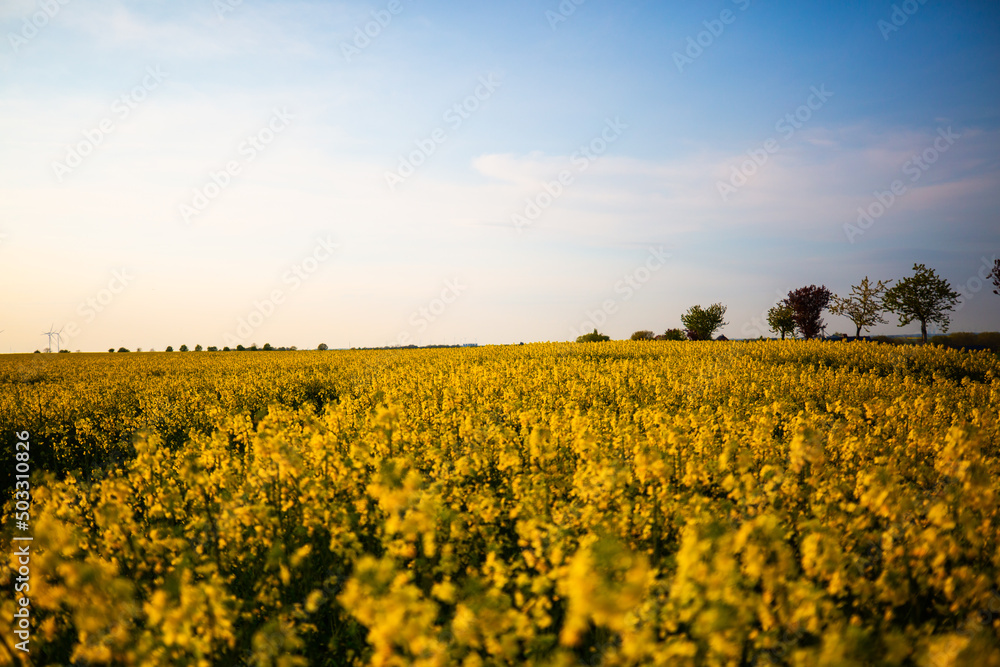 Fields of rape with blue sky, springtime, landscape in Thuringia