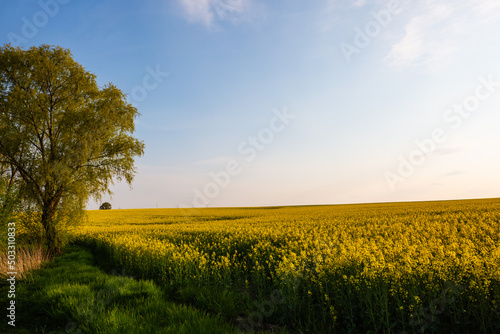 Fields of rape with blue sky  springtime  landscape in Thuringia
