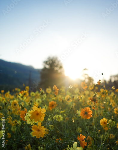 Yellow flower field with sun rises flare and blue sky in the morning