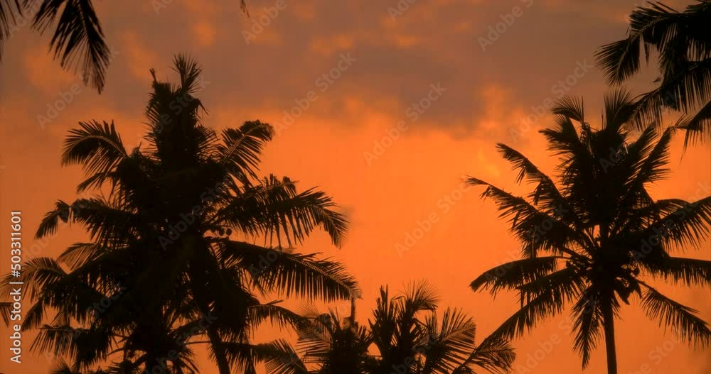 Palm trees sway in the wind against the sunset sky background. Palm trees silhouettes against orange sunset sky. Palm trees sway in the wind against the sunset sky background. Palm trees silhouettes against orange sunset sky.