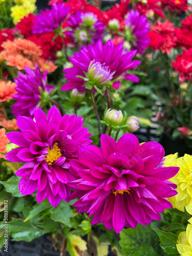 dahlias