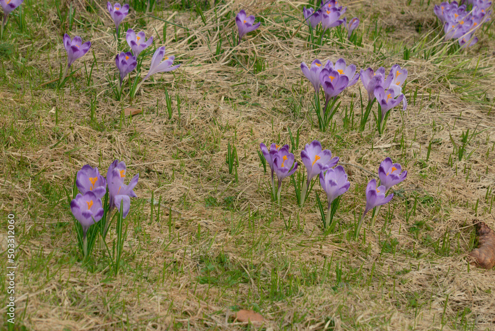 Krokus - Szafran wiosenny, gatunek bulwiastej byliny należącej do rodziny kosaćcowatych. piękny kwiat o różnych kolorach i odmianach. Dziko rosnący w Europie środkowej i południowej. - obrazy, fototapety, plakaty 