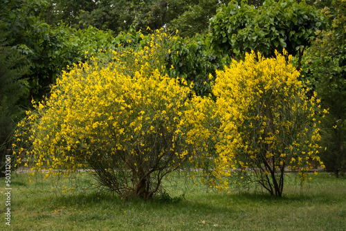 Fototapeta Naklejka Na Ścianę i Meble -  Spanish broom shrubs in park