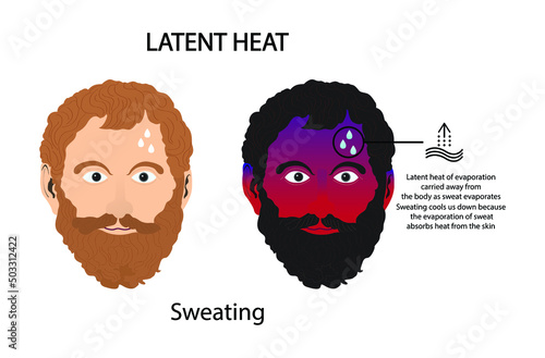 illustration of biology and medical, Latent heat, Heat Transfer from the Human Body, Sweating and Perspiration,  sweating is the production of fluids secreted by the sweat glands in the skin of mammal