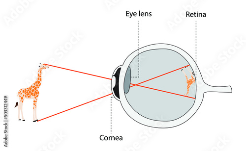 illustration of Biology, The work of the eyes to see images, Light reflects off objects and travels in a straight line to eye, Light passes through the cornea, into the pupil and through the lens