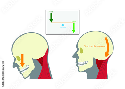 illustration of biology and physics, the lever in the human body is the head and neck during neck extension, Lever Systems in the Body