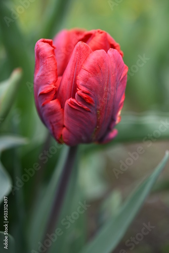 Czerwony papuzi tulipan