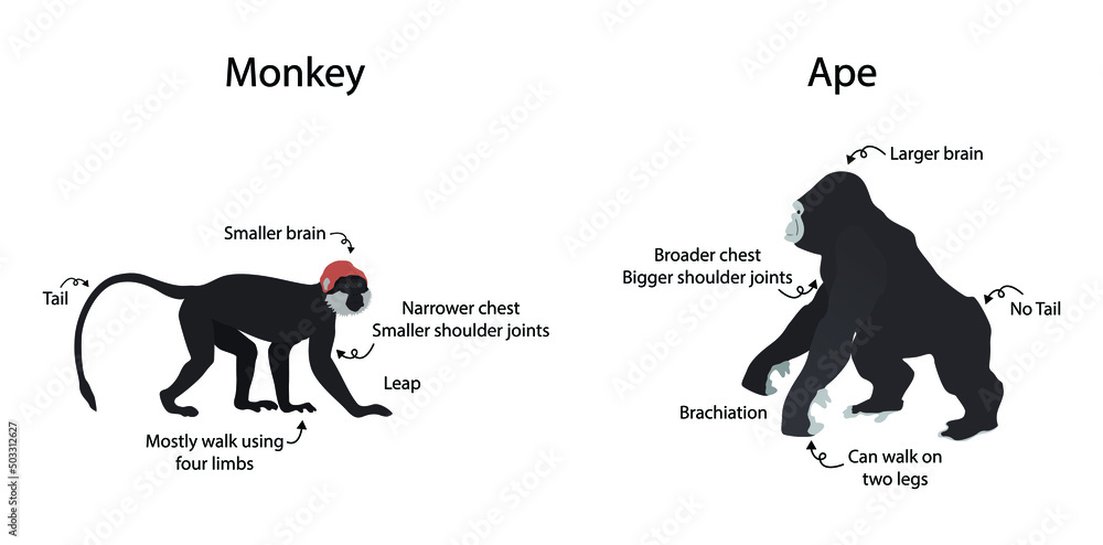 illustration of biology and animal, the difference between apes and