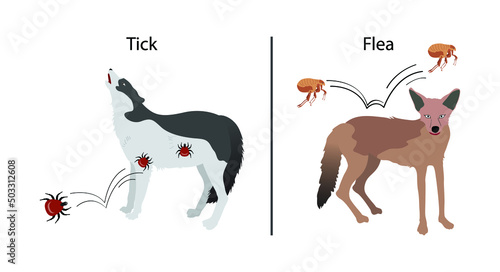 illustration of biology and animals, Fleas and ticks are parasites of wild and domestic mammals, Health and Wildlife, Ticks are wingless and rely solely on the blood of animals