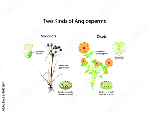 illustration of biology, Monocots and Dicots plants, Comparison of Monocotyledons and Dicotyledons,  kingdom Plant photo
