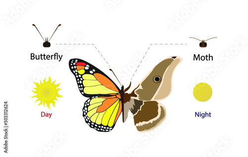 illustration of biology and animals, Differences between day butterflies and moths, Butterflies are active during the day, whereas moths are active at night, General Appearance photo
