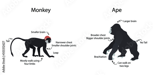 illustration of biology and animal, the difference between apes and monkeys is that Monkeys have tails, and apes do not, Apes can walk on two legs