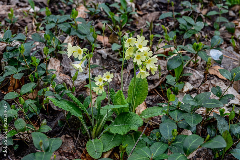 Flowering true oxlip (Primula elatior) plant Flowering true oxlip (Primula elatior) plant