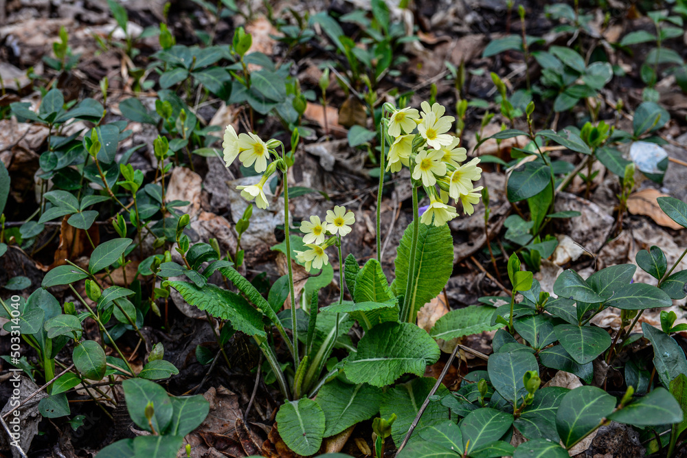 Flowering true oxlip (Primula elatior) plant Flowering true oxlip (Primula elatior) plant