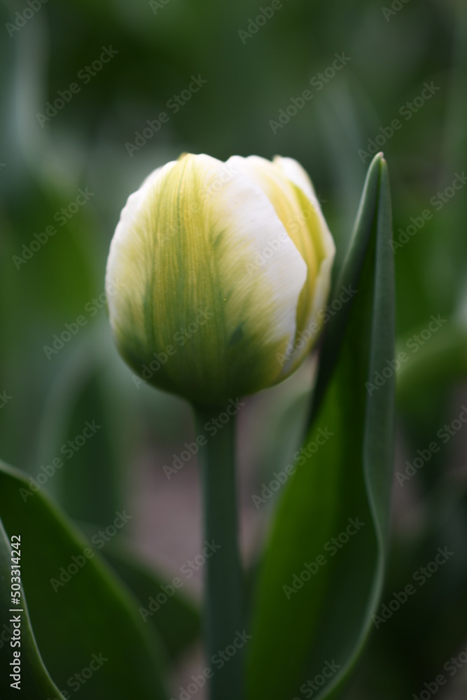 Biało zielony tulipan