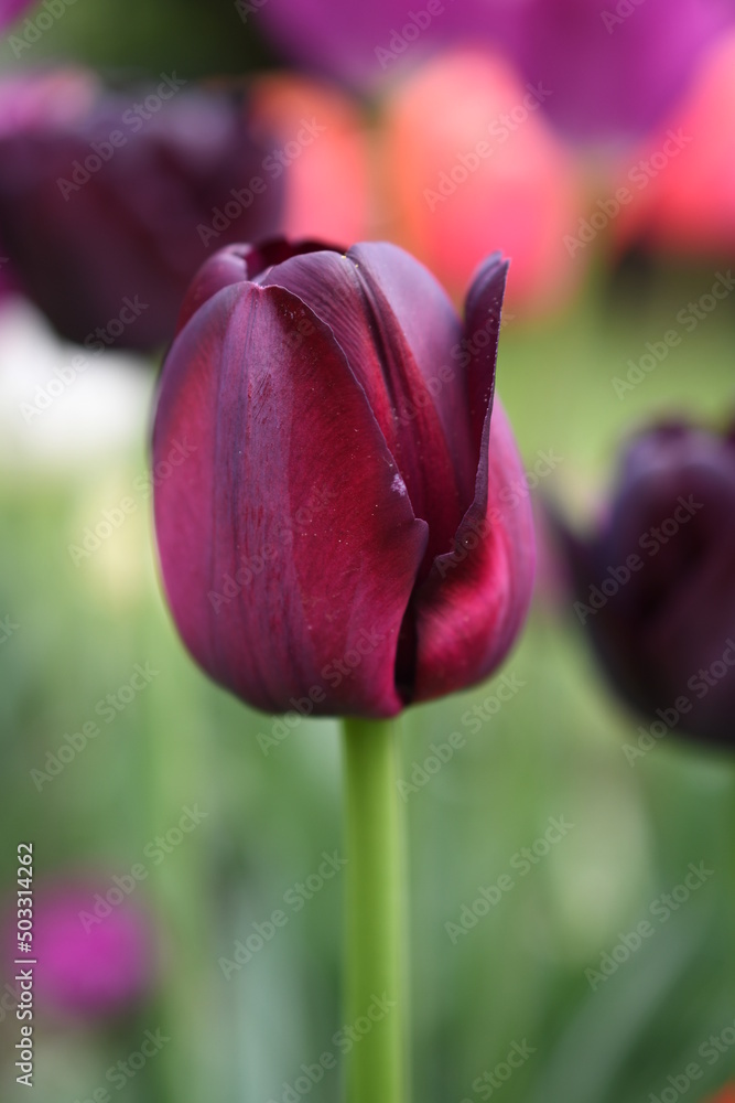 Bordowy tulipan - obrazy, fototapety, plakaty 