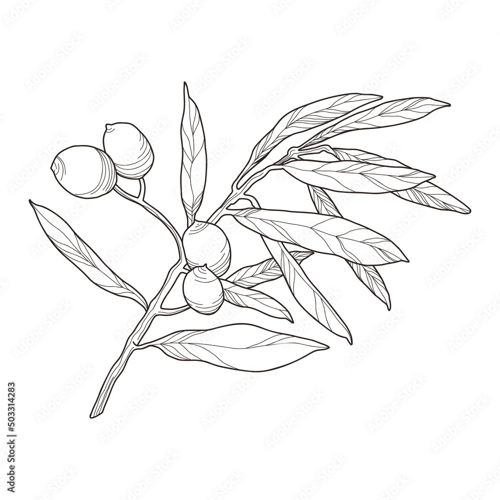 Olive tree branches with fruits and leaves. Sketch hand drawn olives ...