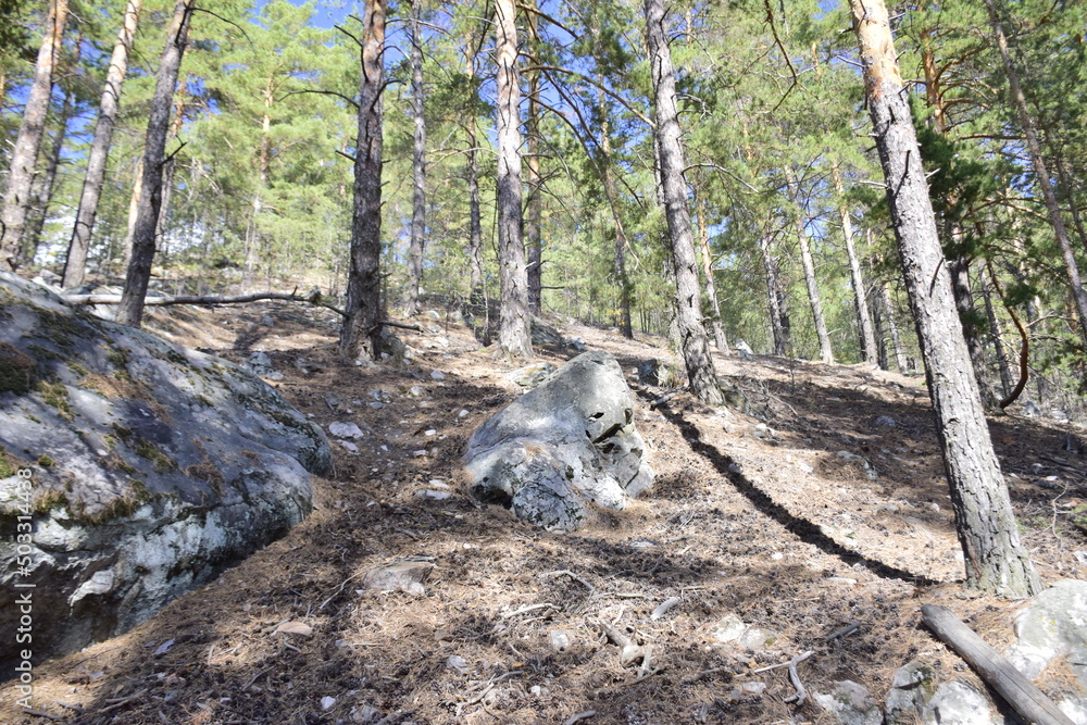 Huge stones in a spring pine forest, Skripino village Ulyanovsk, Russia. the stone in the forest. (Skrzypinski Kuchury) Huge stones in a spring pine forest, Skripino village Ulyanovsk, Russia. the stone in the forest. (Skrzypinski Kuchury)