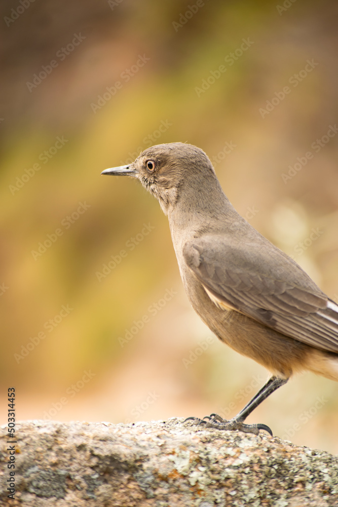 Naklejka premium Close-up of a large chalk-browed mockingbird perched on a bush, to the right of the image. The bird is looking to the left of the image.