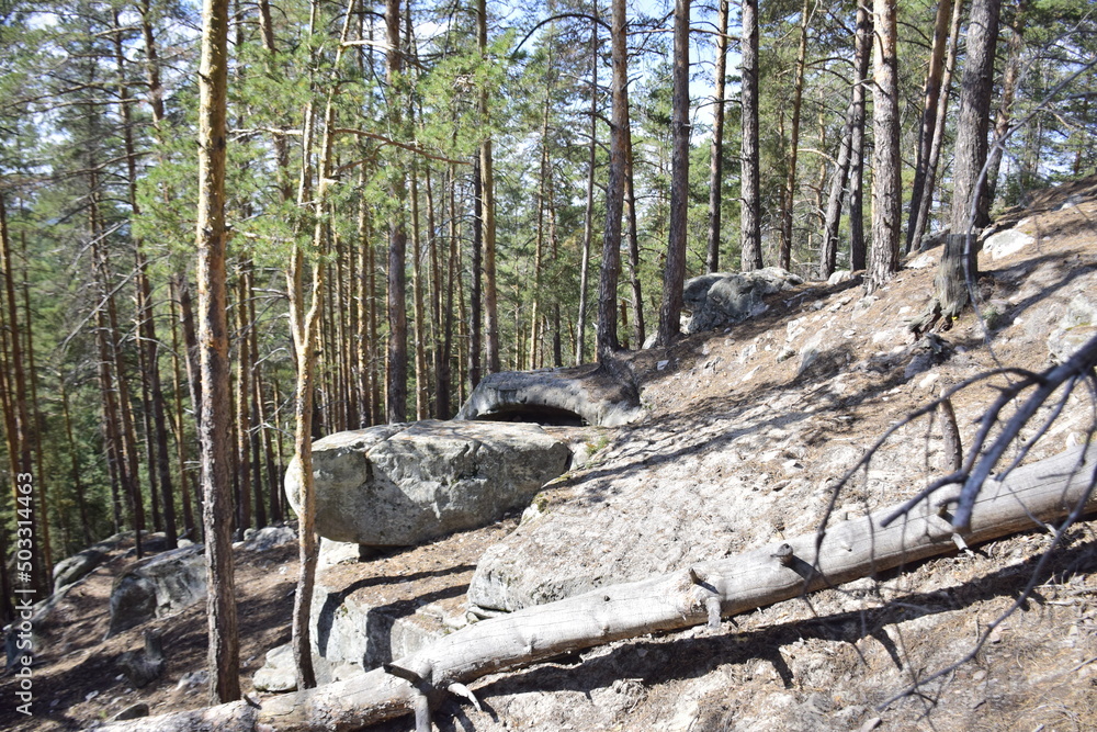Obraz premium Huge stones in a spring pine forest, Skripino village Ulyanovsk, Russia. the stone in the forest. (Skrzypinski Kuchury)