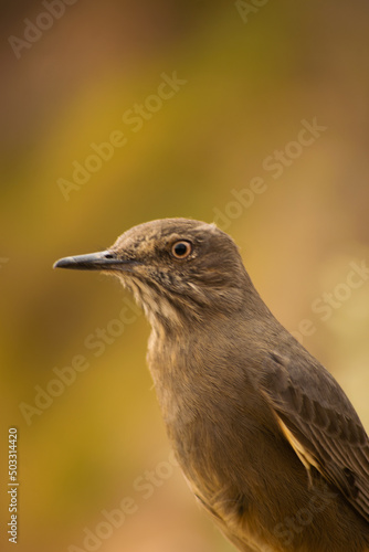 Close-up of a large chalk-browed mockingbird perched on a bush, to the right of the image. The bird is looking to the left of the image.