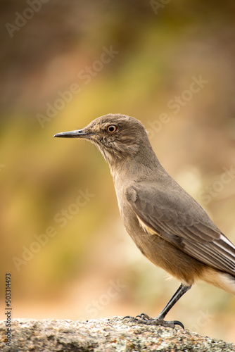 Close-up of a large chalk-browed mockingbird perched on a bush, to the right of the image. The bird is looking to the left of the image.