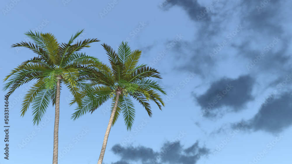 ココナツ ココナッツ 椰子 ヤシ ヤシの木 椰子の木 Coconut palm