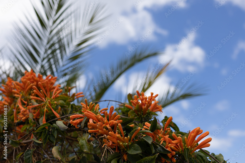 Orange tropical flowers with palm leaves on the blue sky background. Orange tropical flowers with palm leaves on the blue sky background.