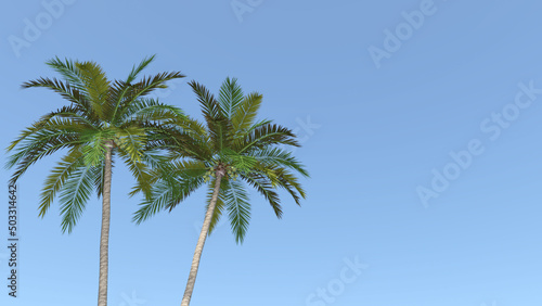 ココナツ ココナッツ 椰子 ヤシ ヤシの木 椰子の木 Coconut palm © kx59