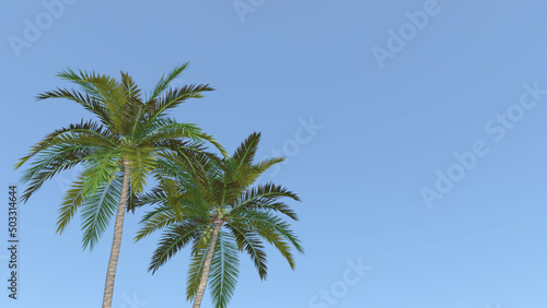                                                                      Coconut palm