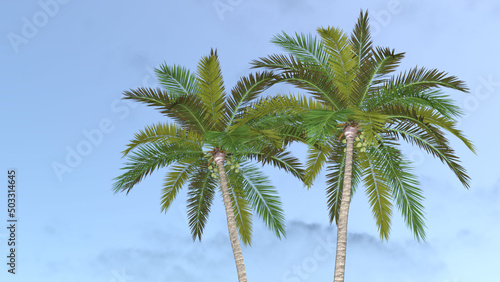 Wallpaper Mural ココナツ ココナッツ 椰子 ヤシ ヤシの木 椰子の木 Coconut palm Torontodigital.ca