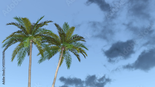                                                                      Coconut palm