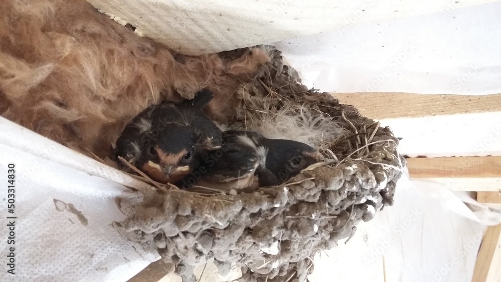 nest of swallow chicks, little birds waiting for food in their nest on the wall. Ulyanovsk, Russia