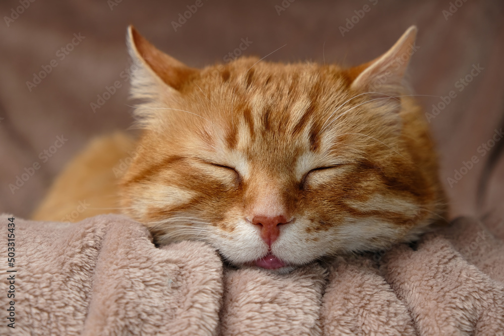 Sleeping cute orange fluffy cat in a home bed. Close-up portrait. Domestic adult senior tabby cat having a rest. Pet therapy.