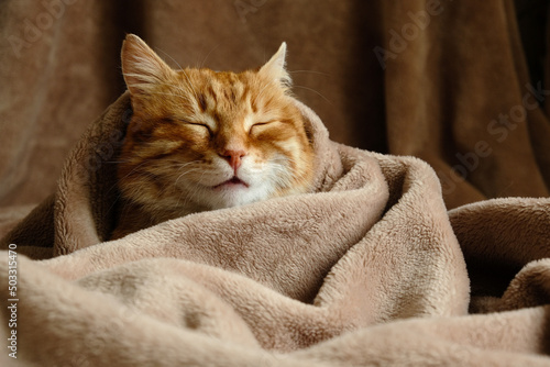 Sleeping cute orange fluffy cat in a home bed. Close-up portrait. Domestic adult senior tabby cat having a rest. Pet therapy.